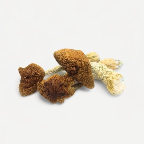 Read more about the article Golden Teacher Magic Mushrooms Overview